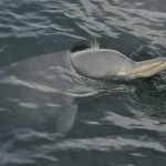 North Stradbroke Island (47)